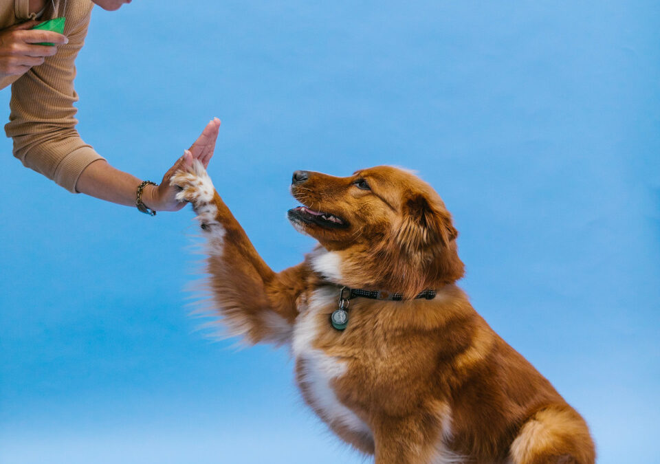 Things You Should Learn About Dog Obedience Training